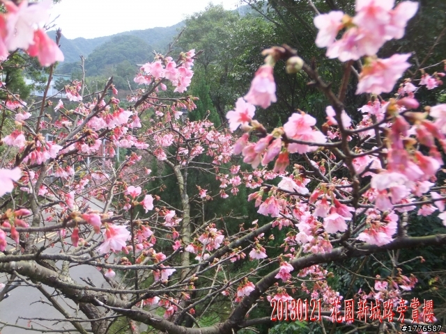 20130121  烏來福山賞櫻之旅