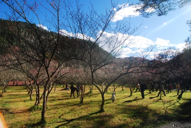 色彩繽紛武陵農場