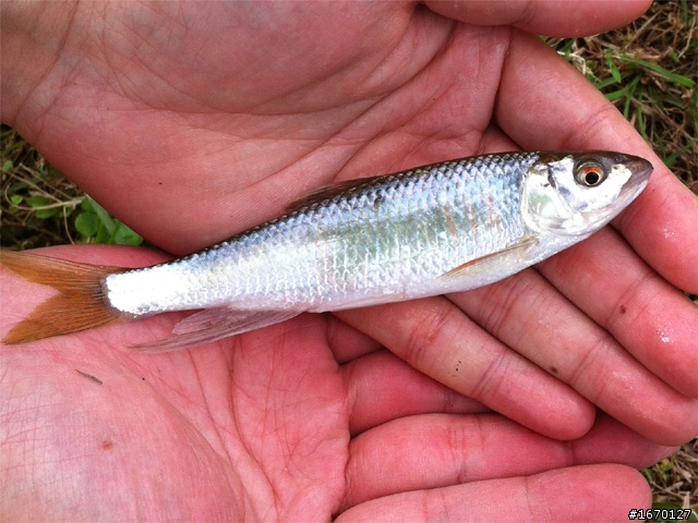 冬天是溪釣的好季節~