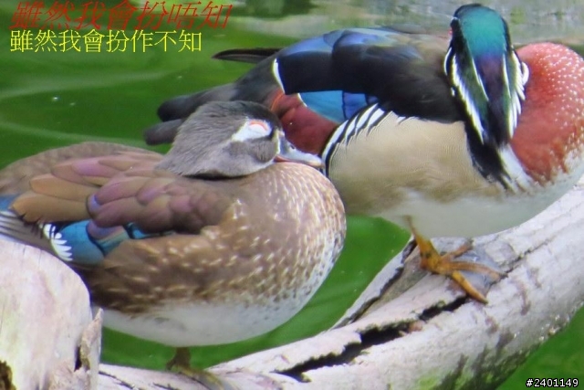 SX50HS 長炮拍攝  照片連環圖