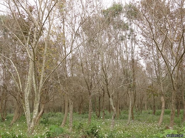 親子旅遊-發現柳營之美