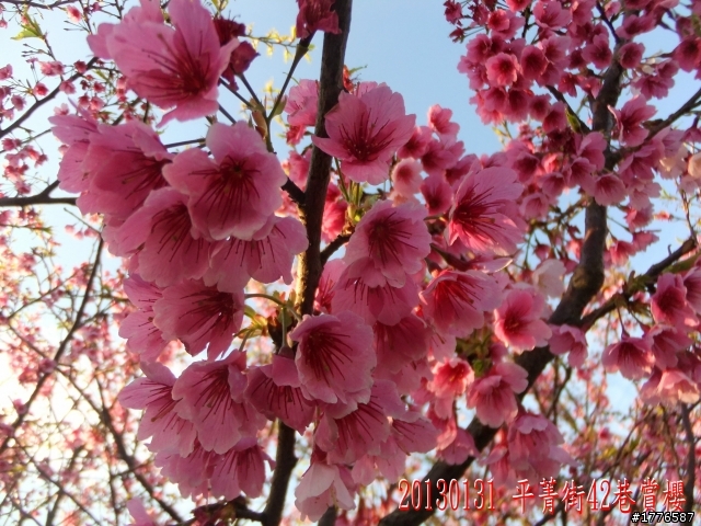 20130131  2013台北茶花展及平菁街42巷賞櫻之旅