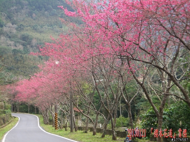 20130121  烏來福山賞櫻之旅