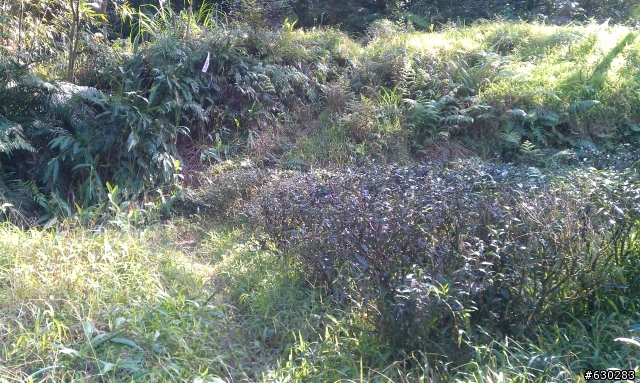 20130121 永定煤礦 永定坑山 鳥嘴岩 鳥嘴山 皇帝殿北峯登山口 O型健走