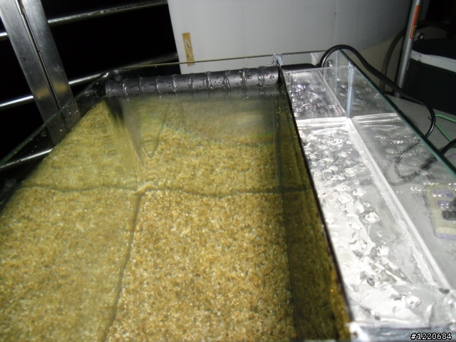 DIY魚缸--過濾系統測試篇