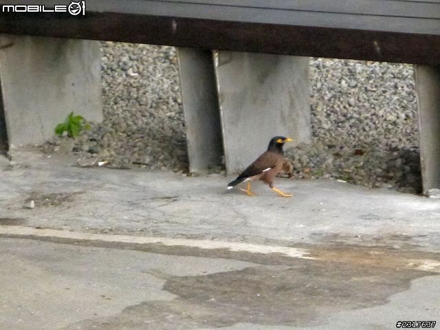 基隆河濱古蹟巡禮