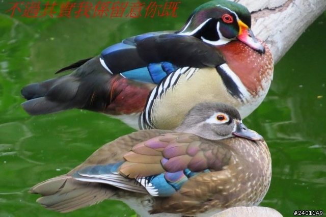 SX50HS 長炮拍攝  照片連環圖