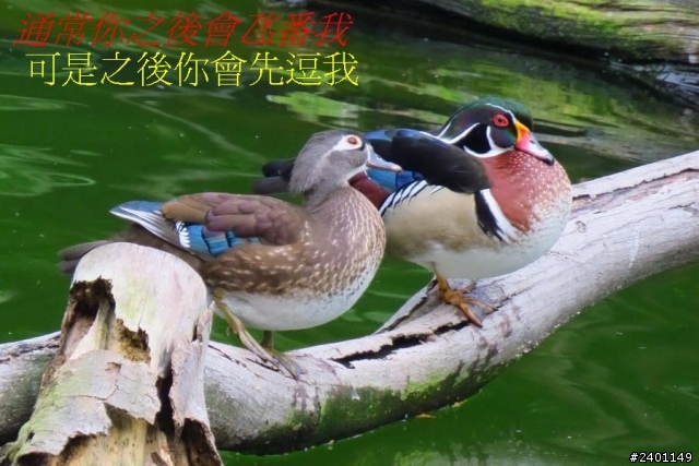 SX50HS 長炮拍攝  照片連環圖