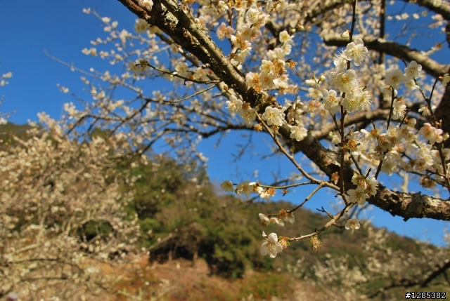 柳家花園賞梅~