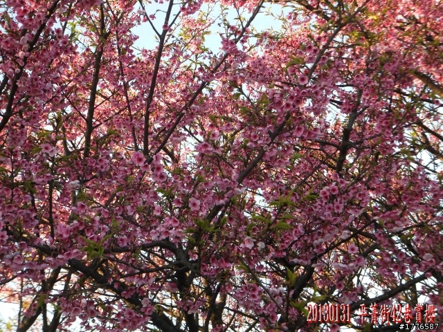 20130131  2013台北茶花展及平菁街42巷賞櫻之旅