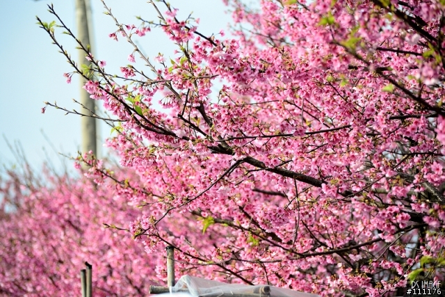陽明山櫻花