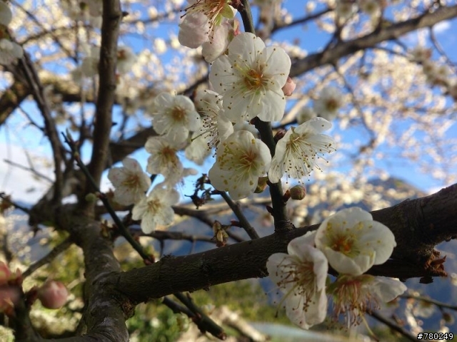 柳家梅園 1月6號梅況