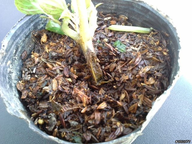 非洲鳳仙...發生什麼事了？
