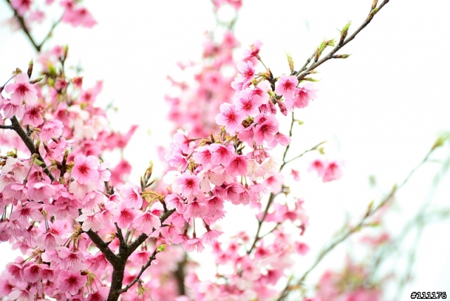 陽明山櫻花