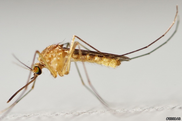 α77微距新手的拍攝分享