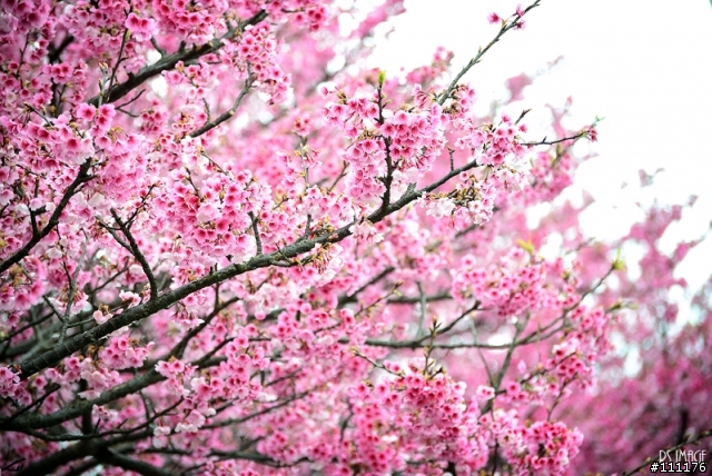 陽明山櫻花