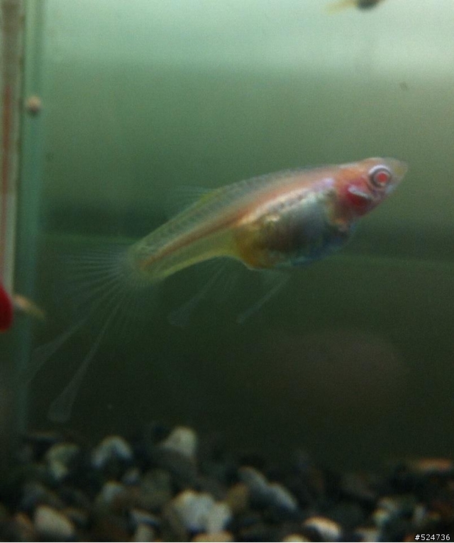 孔雀魚藍禮白子緞帶