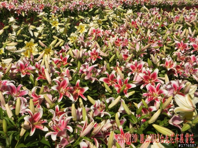 20130120  圓山2013台北花卉展 陽明山菁山路賞櫻之旅