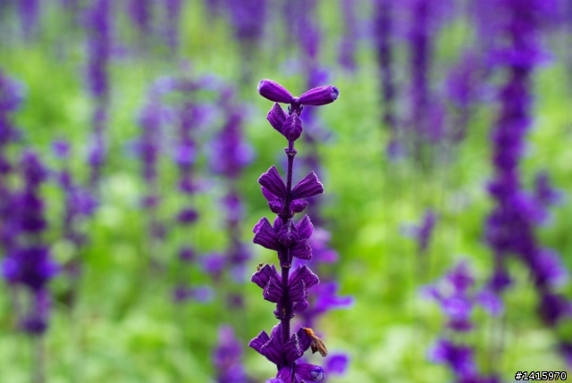 K10D + DA 35mm f2.8 macro....更新中