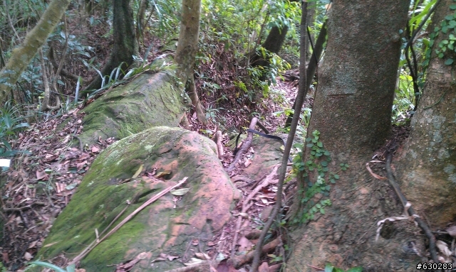 20130121 永定煤礦 永定坑山 鳥嘴岩 鳥嘴山 皇帝殿北峯登山口 O型健走