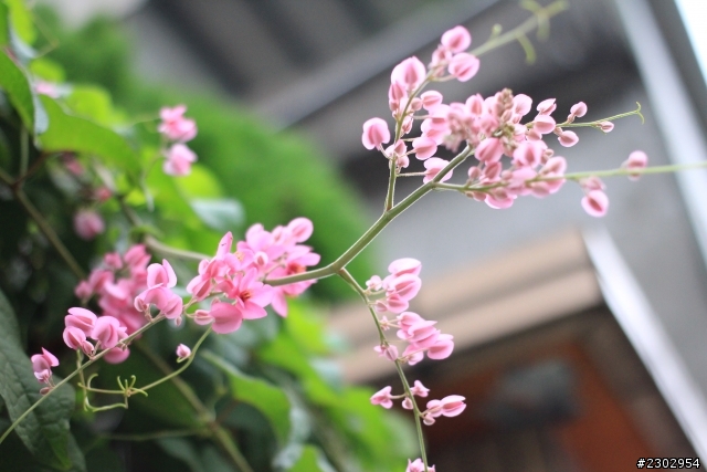 canon650D-2012亂拍回顧(大部分都是騰龍A16)