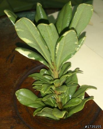 請問  有人知道這植物叫什麼名子嗎