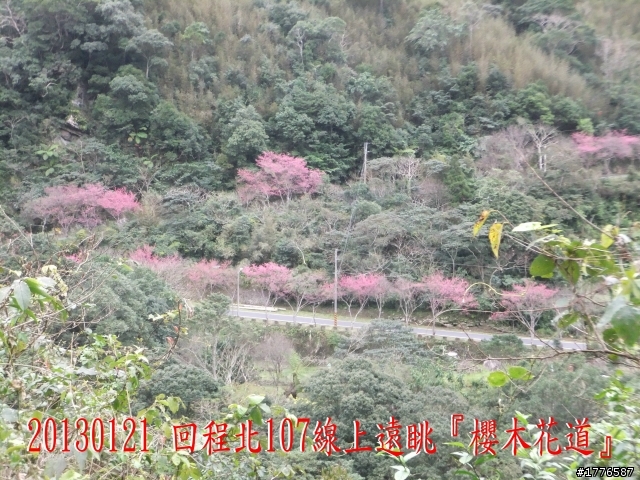 20130121  烏來福山賞櫻之旅