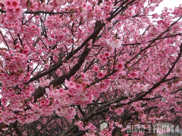 20130122  陽明山平菁街42巷賞櫻之旅