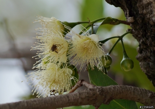 SONY A37 打鳥打蜜蜂打花實照