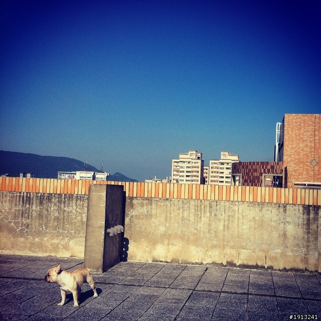 我是法國鬥牛犬~我是Whiskey (經驗分享)