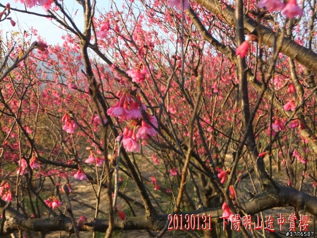 20130131  2013台北茶花展及平菁街42巷賞櫻之旅