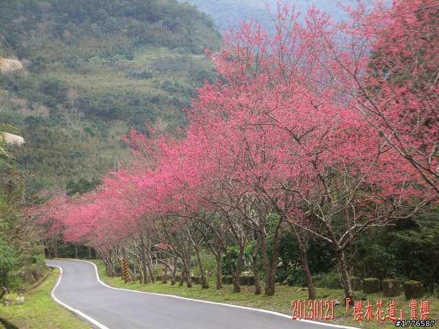 20130121  烏來福山賞櫻之旅