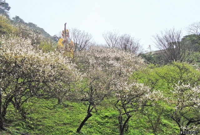 中和烘爐地S彎道、興南路三段紫竹寺的梅花