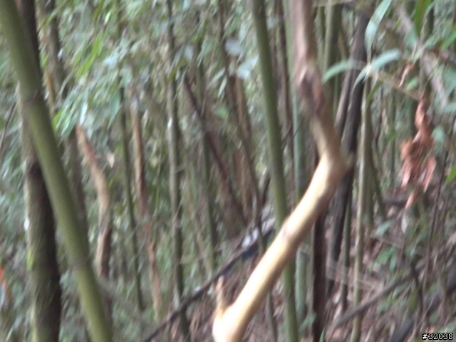 這是藍腹鷴嗎?