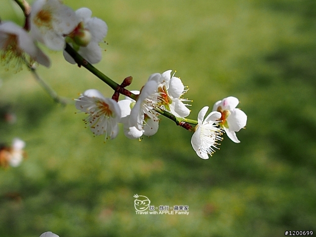 越冷越開花的國花~梅花