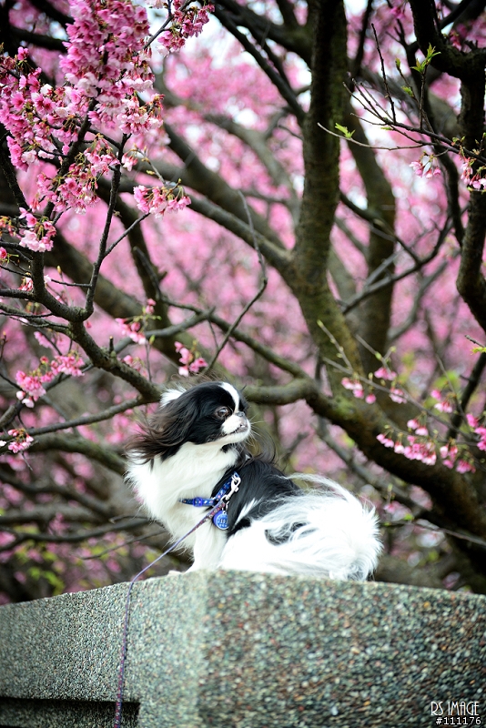 陽明山櫻花