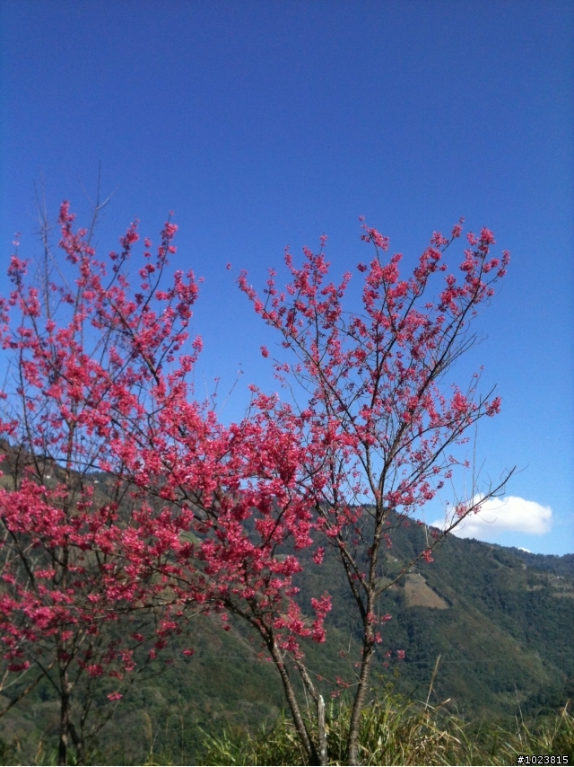 拉拉山賞櫻去