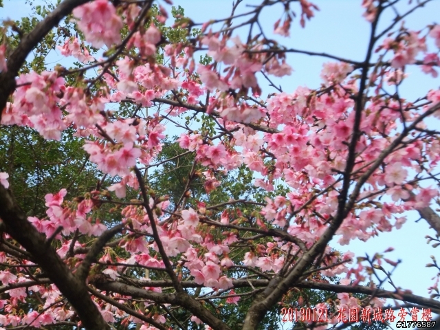 20130121  烏來福山賞櫻之旅