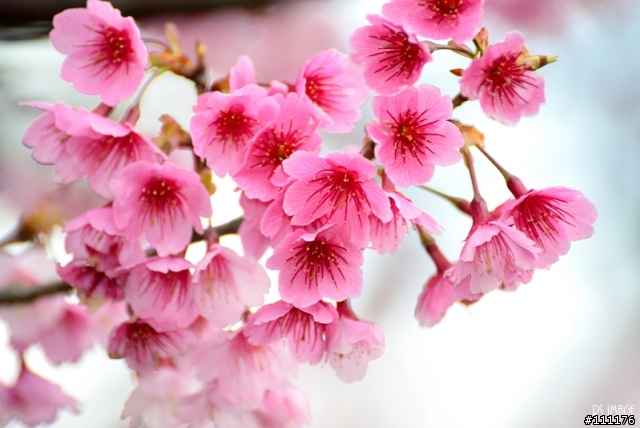 陽明山櫻花