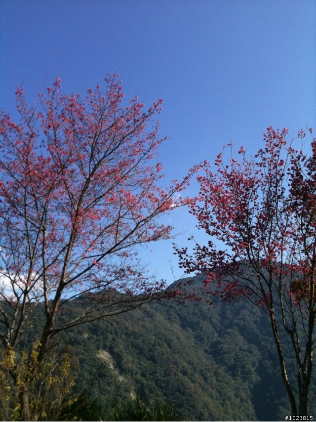拉拉山賞櫻去
