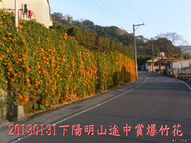 20130131  2013台北茶花展及平菁街42巷賞櫻之旅