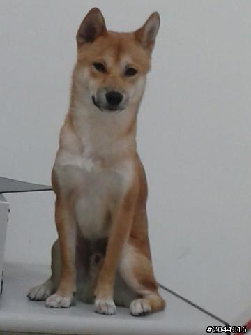 竹北公柴犬協尋