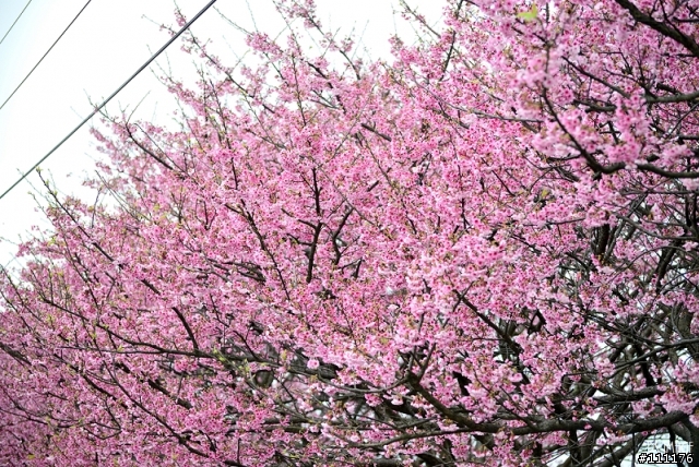 陽明山櫻花