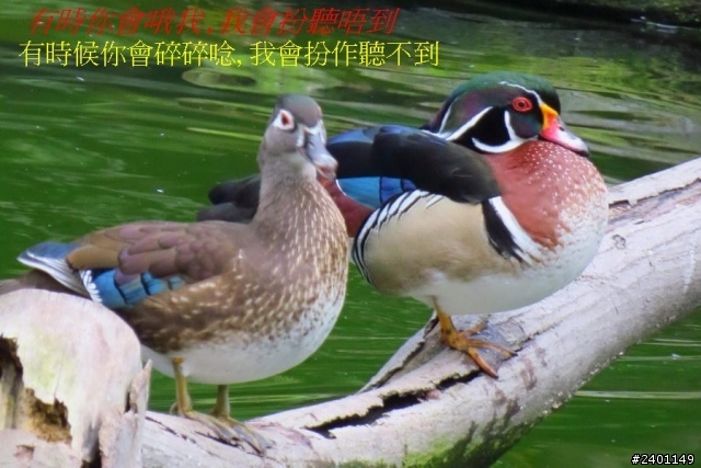 SX50HS 長炮拍攝  照片連環圖