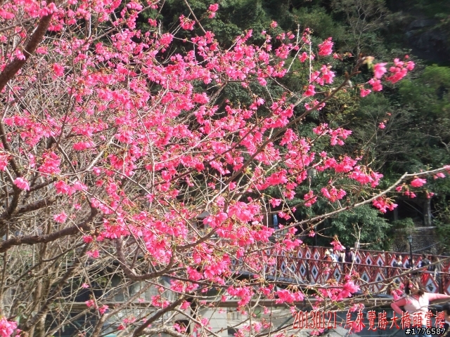 20130121  烏來福山賞櫻之旅