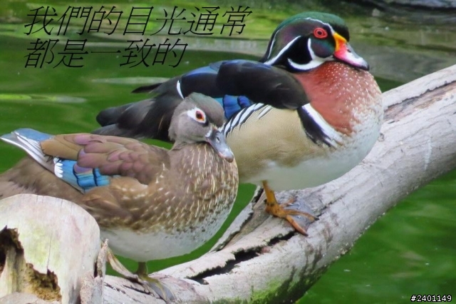 SX50HS 長炮拍攝  照片連環圖