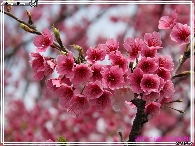 20130128 士林區平菁街42巷巧遇~小美，寒櫻已經接近尾聲。