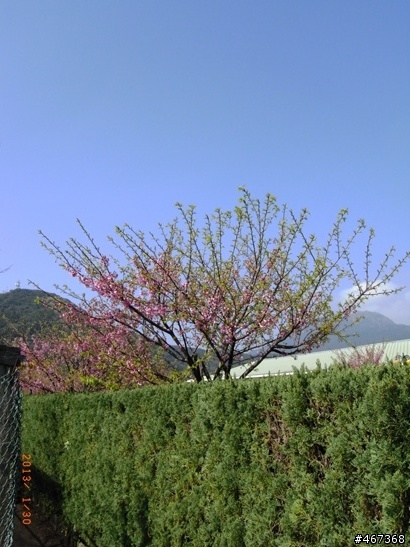 陽明山平等里賞櫻-圖多
