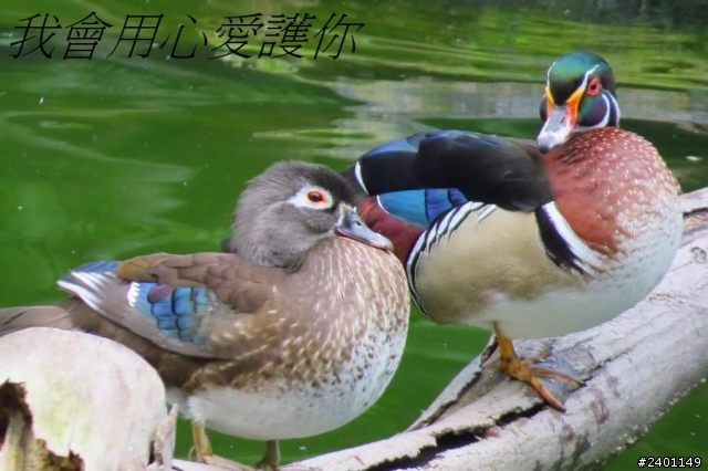 SX50HS 長炮拍攝  照片連環圖