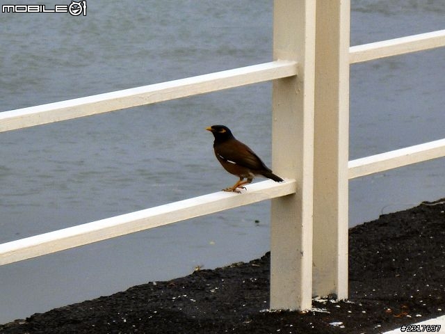 基隆河濱古蹟巡禮